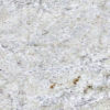 New Kashmir White Granite